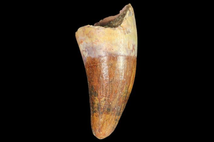 Fossil Crocodile (Elosuchus) Tooth - Morocco #81041